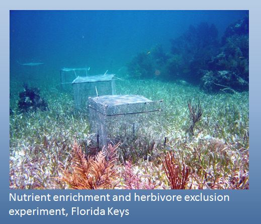 caged coral reef experiment